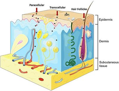 Toxicity Evaluation of TiO2 Nanoparticles on the 3D Skin Model: A Systematic Review